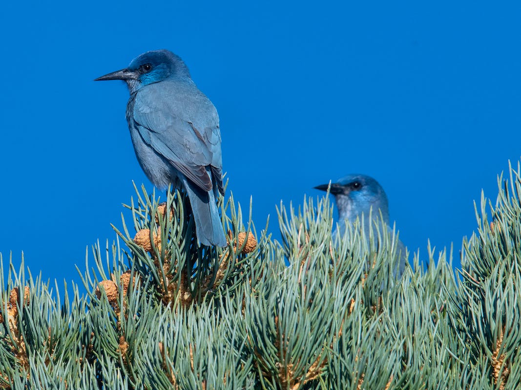 Pinyon Jays in tree - Topaz Lake, Nevada