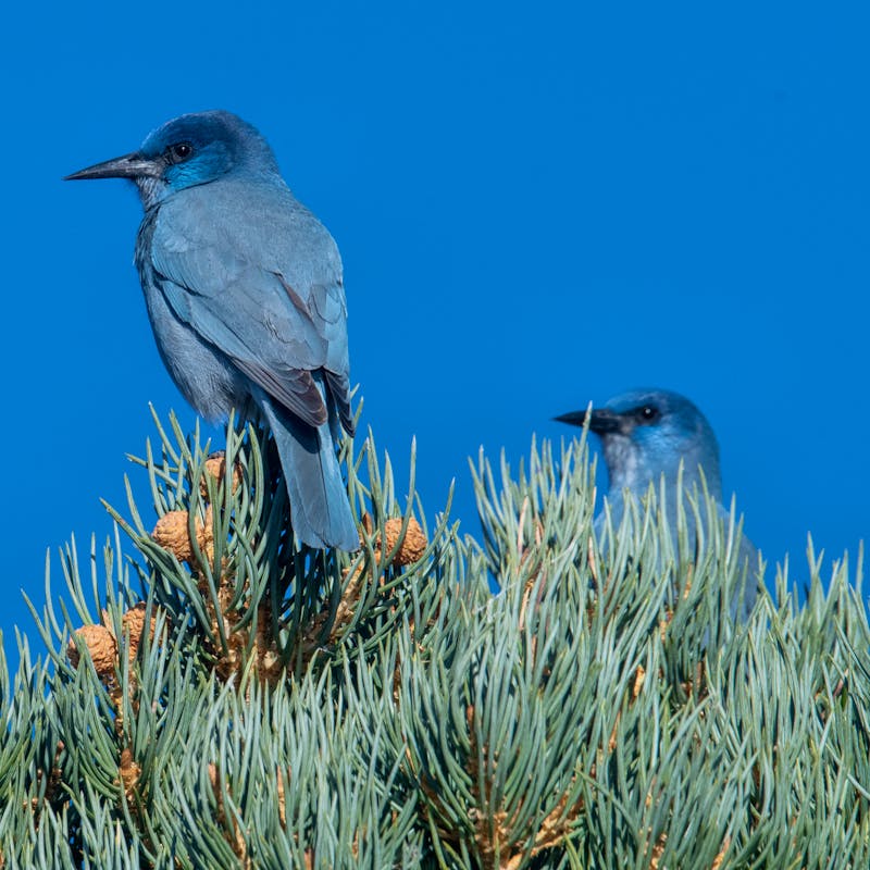 2023.11.19 - Pinyon Jays in tree - Topaz Lake, Nevada - by JC Bleam.jpg