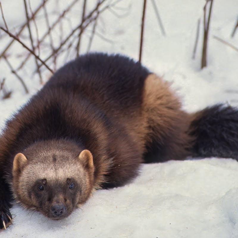 A wolverine lays in the snow in Montana