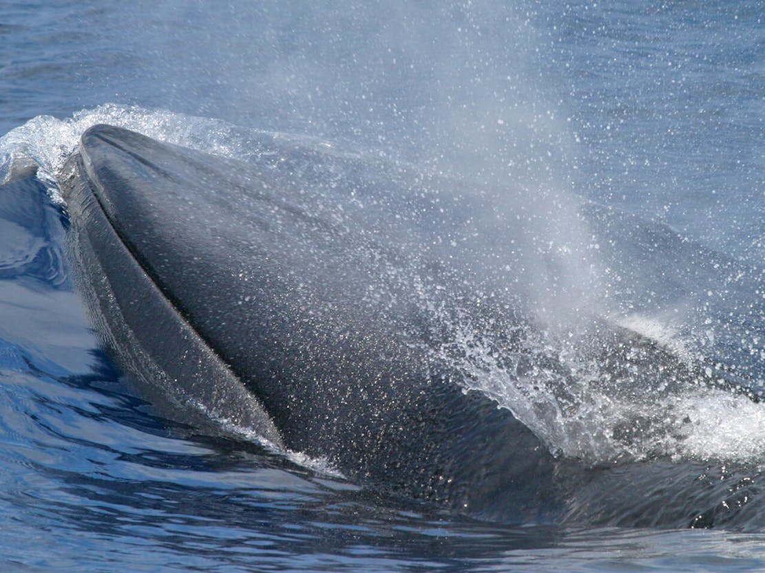 Rice's Whale 