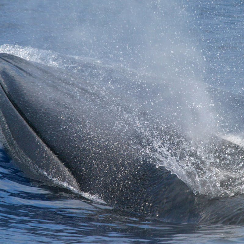 Rice's Whale 
