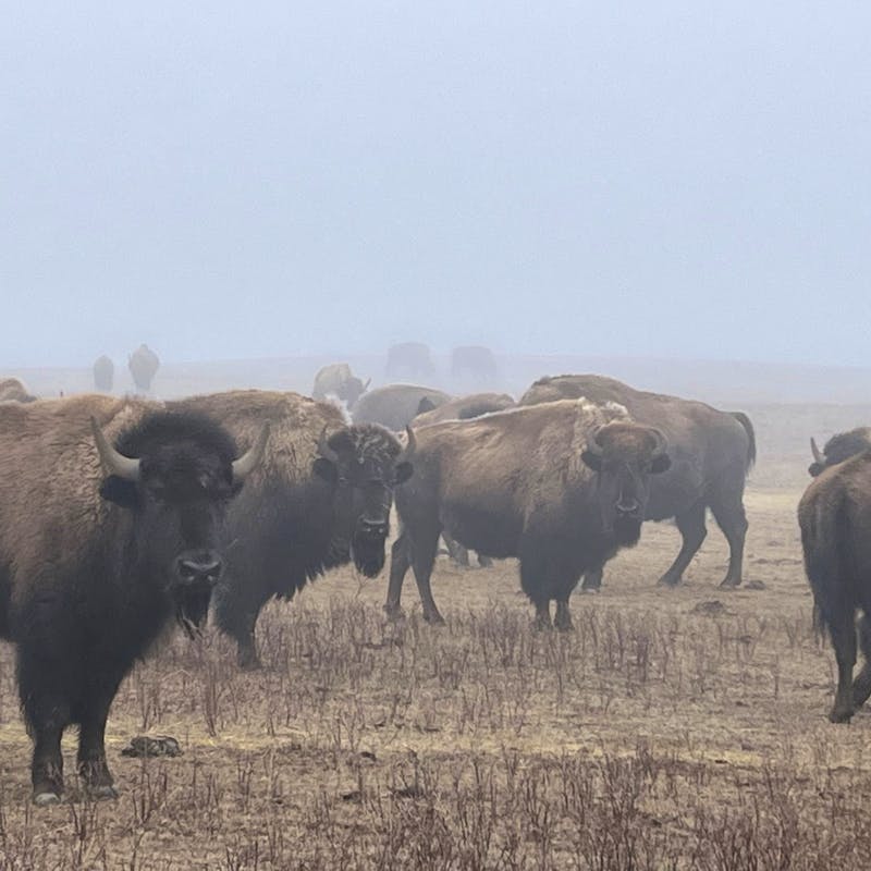 2024.03.01 - Bison in Field - Montana - Chamois Andersen-DOW