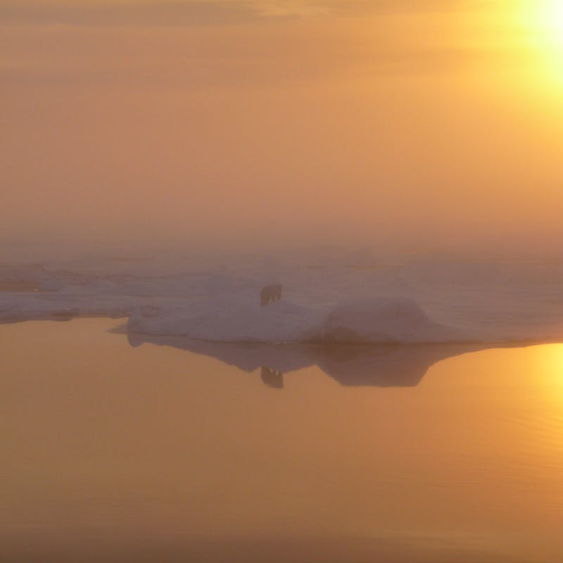 2024.05.07 - Polar Bear on Beaufort Sea on Foggy Day - Alaska - Dr. Pablo Clemente-Colon-NOAA.jpg