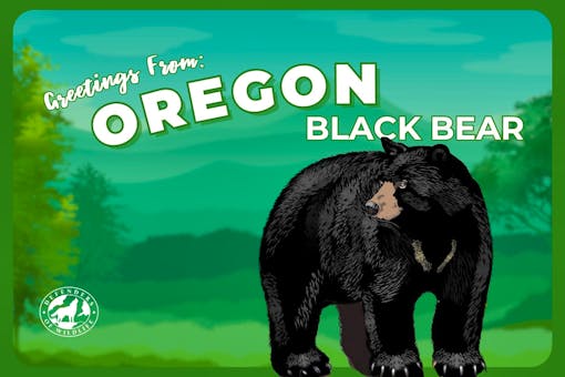 Oregon Postcard Black Bear