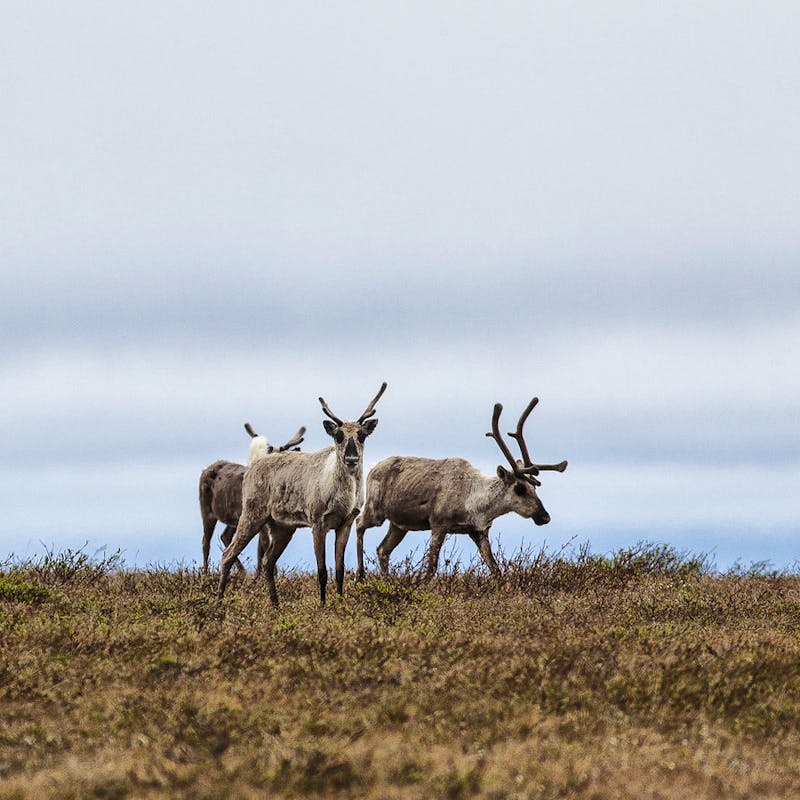 Teshekpuk Caribou, Northeast National Petroleum Reserve in Alaska