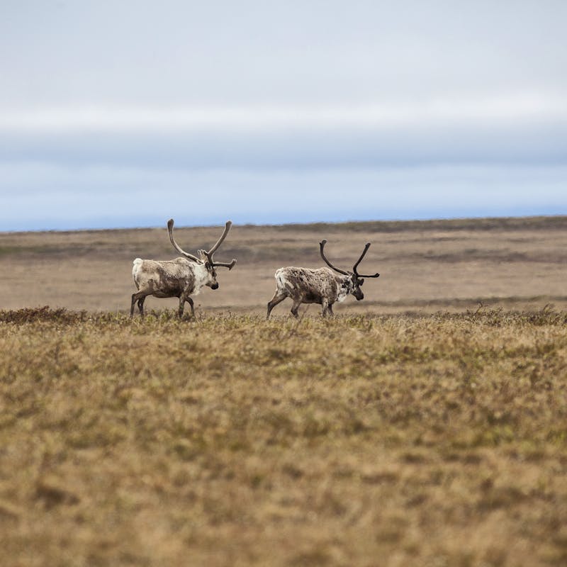 Teshekpuk Caribou, Northeast NPRA.
