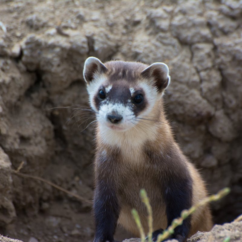 Black-footed ferret poking out of a hole