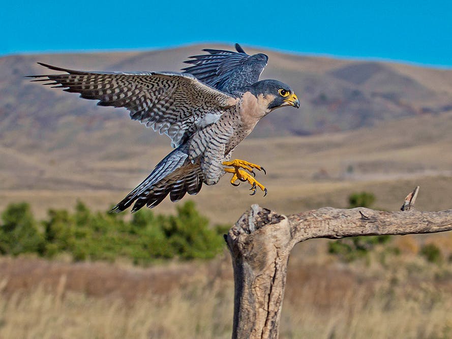 Peregrine Falcon Landing on Branch