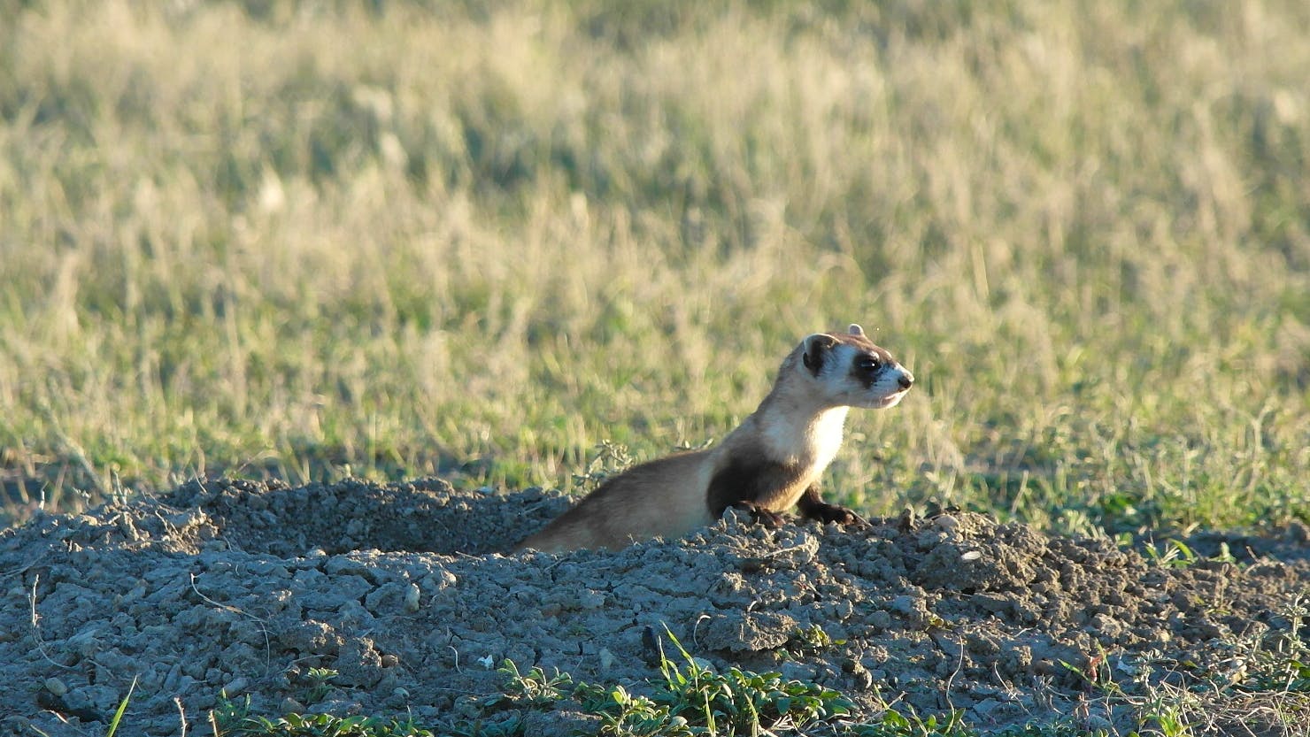 A just released black-footed ferret at Crow Nation