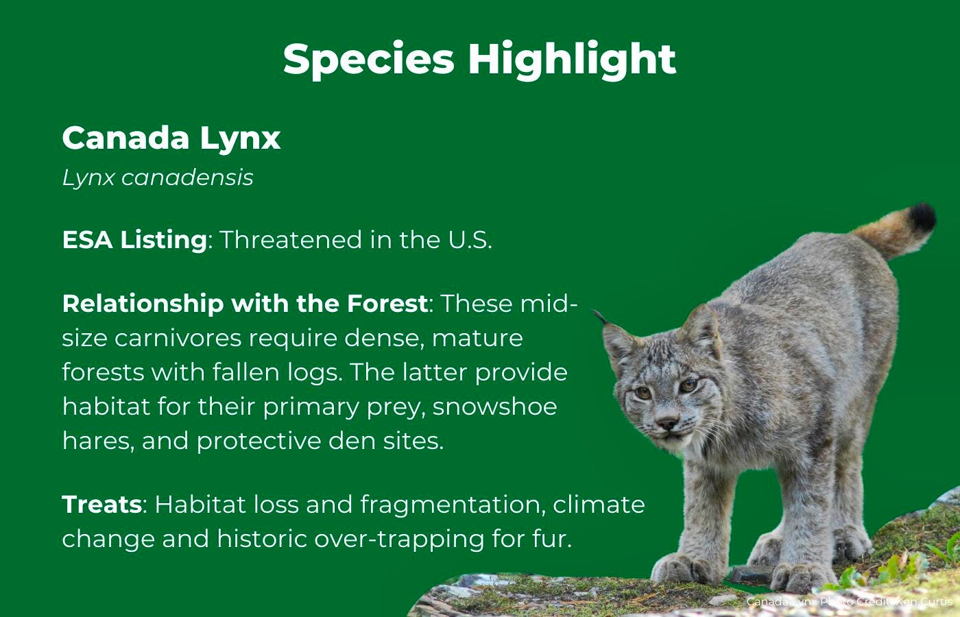 Canada Lynx Facts Graphic