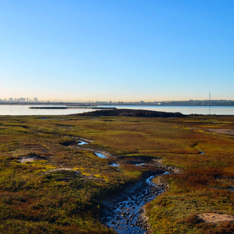 Mission Bay Wetlands in San Diego, CA