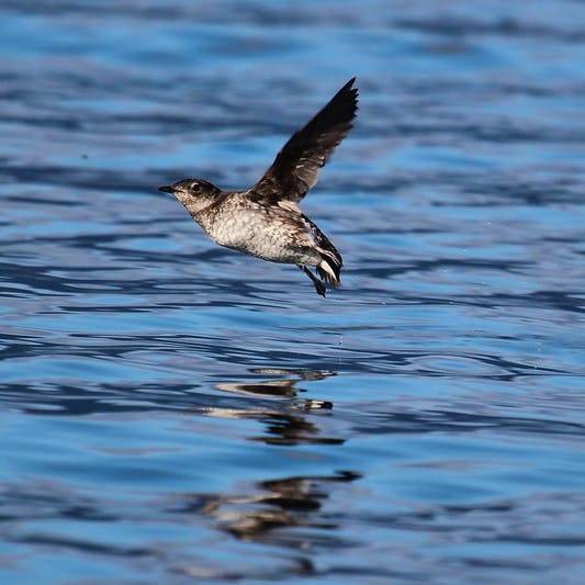 Marbled Murrelet flying over water