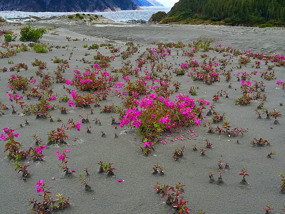 Spring Beauty Baird Glacier in the Tongass