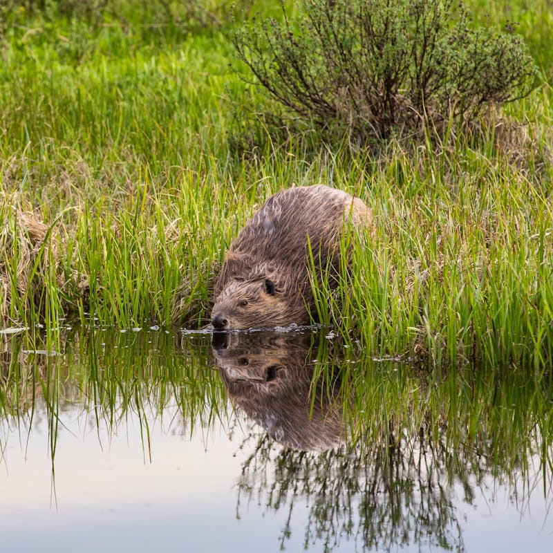 Beaver near Swan Lake