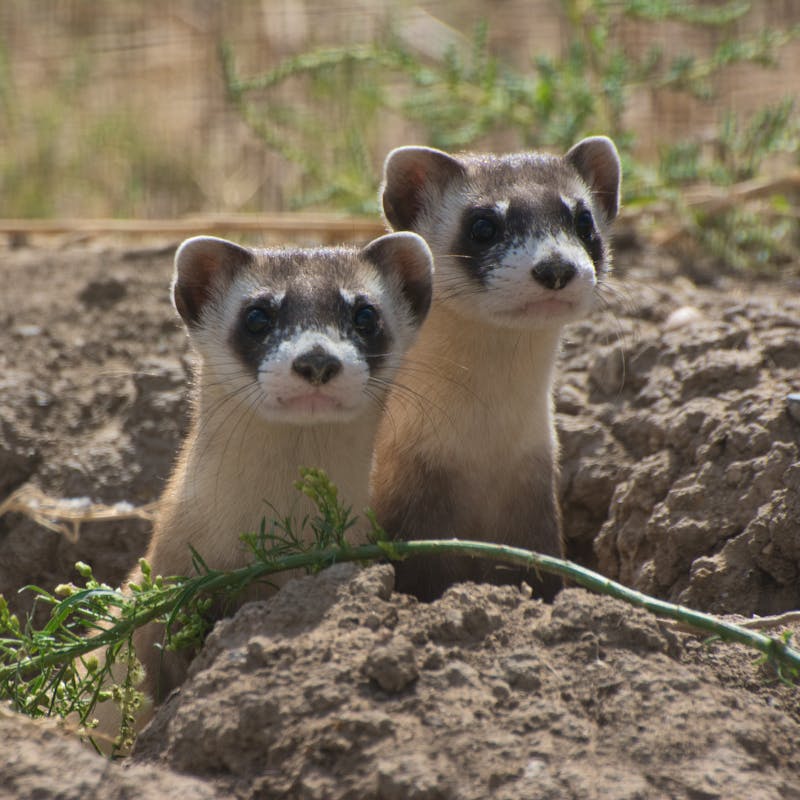 Black-footed ferrets