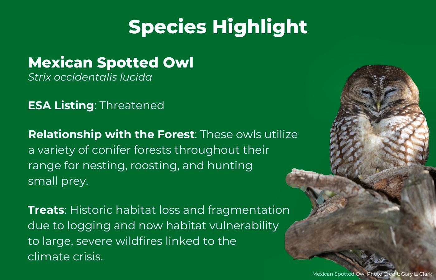 Mexican Spotted Owl Fact Graphic