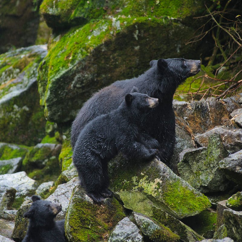 Black bears on rocks above Anan Creek Tongass NF