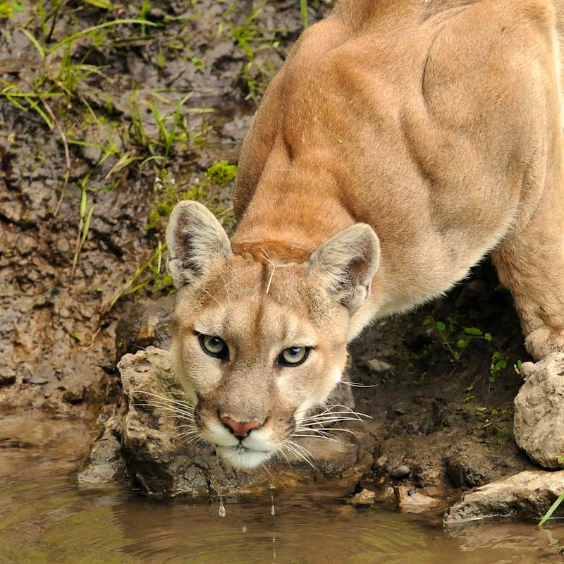 Mountain lion drinking