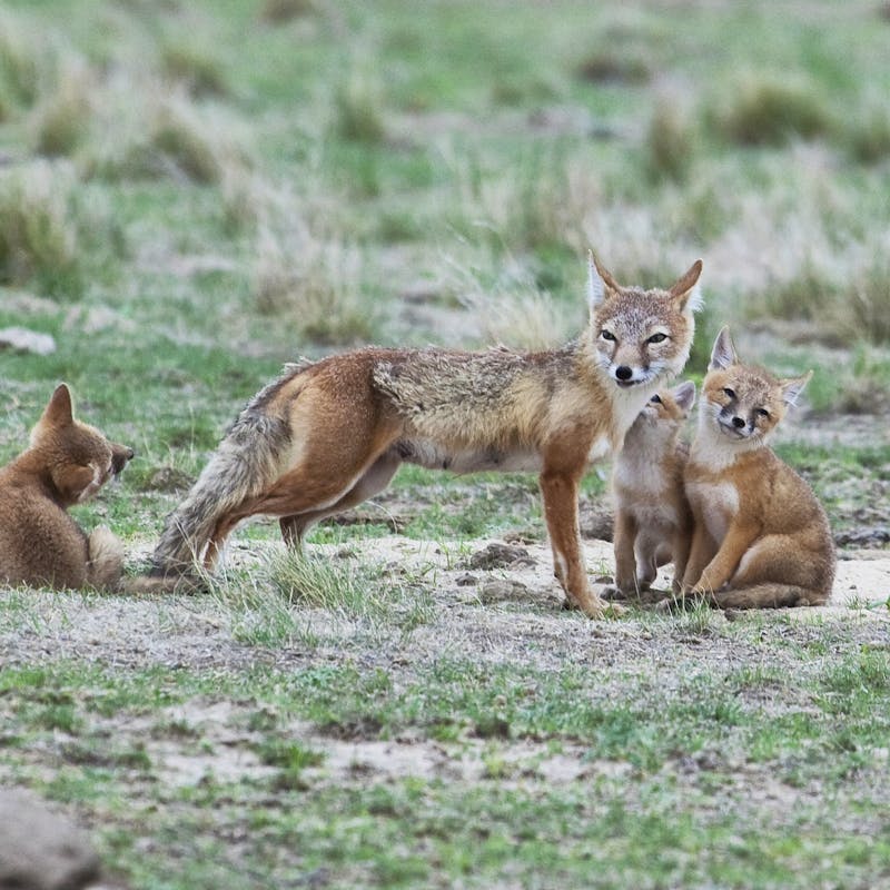 Swift foxes