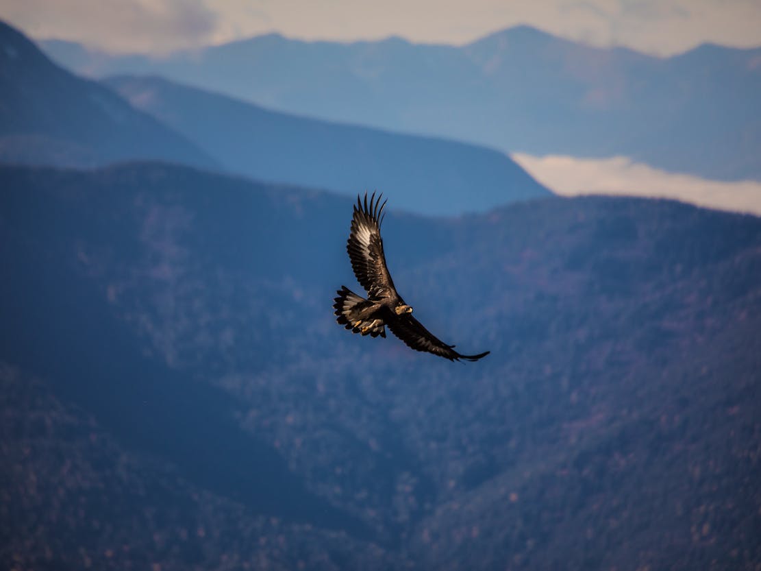 Golden eagle in Glacier NP