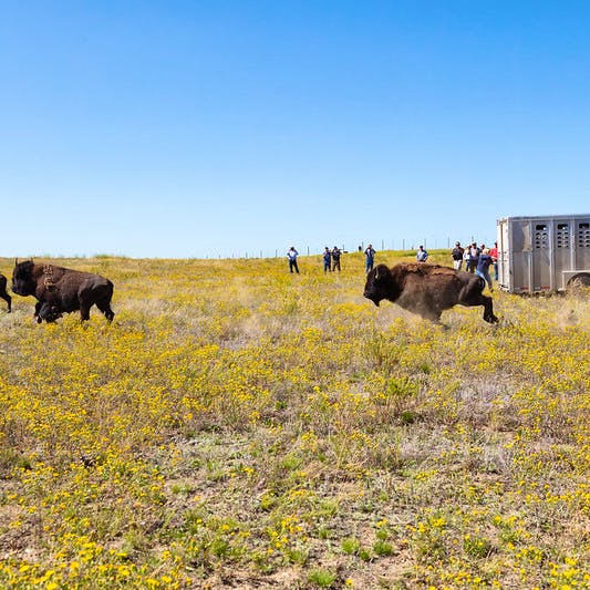 Yellowstone bison released at Ft. Peck Reservation