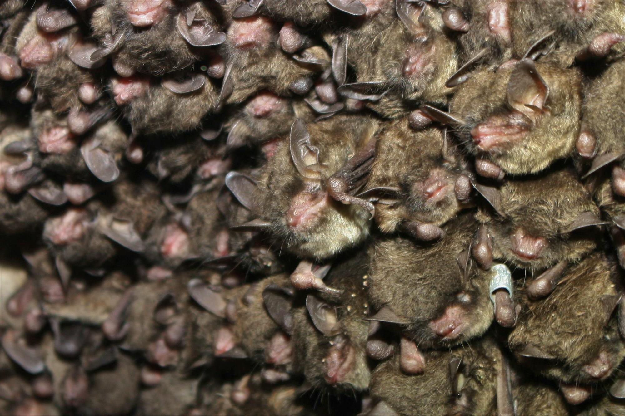 Cluster of endangered Indiana bats 