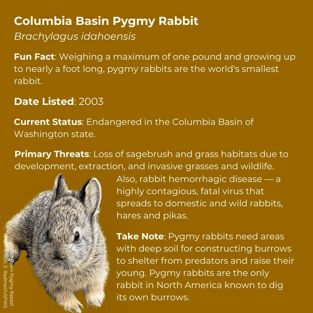 Columbia Basin Pygmy Rabbit   Brachylagus idahoensis      Fun Fact: Weighing a maximum of one pound and growing up to nearly a foot long, pygmy rabbits are the world's smallest rabbit.       Date Listed: 2003      Current Status: Endangered in the Columbia Basin of Washington state      Primary Threats: Loss of sagebrush and grass habitats due to development, extraction, and invasive grasses and wildlife. Also, rabbit hemorrhagic disease — a highly contagious, fatal virus that spreads to domestic and wild r