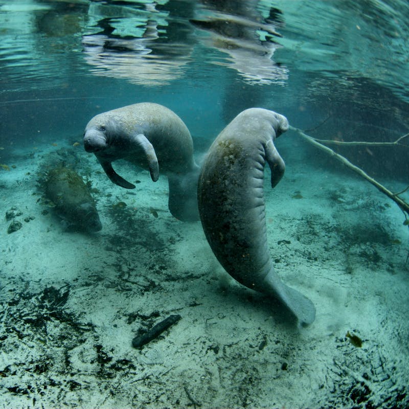 Endangered Florida manatee (Trichechus manatus), Crystal River National Wildlife Refuge, Florida