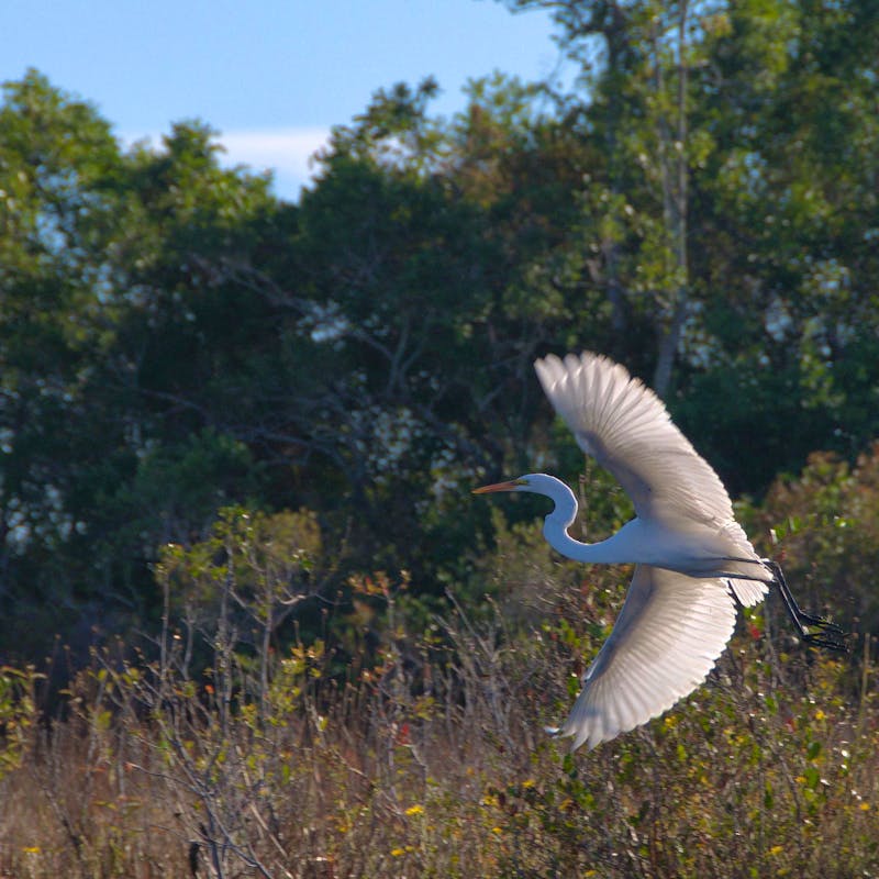 Great Egret in flight in Okefenokee NWR