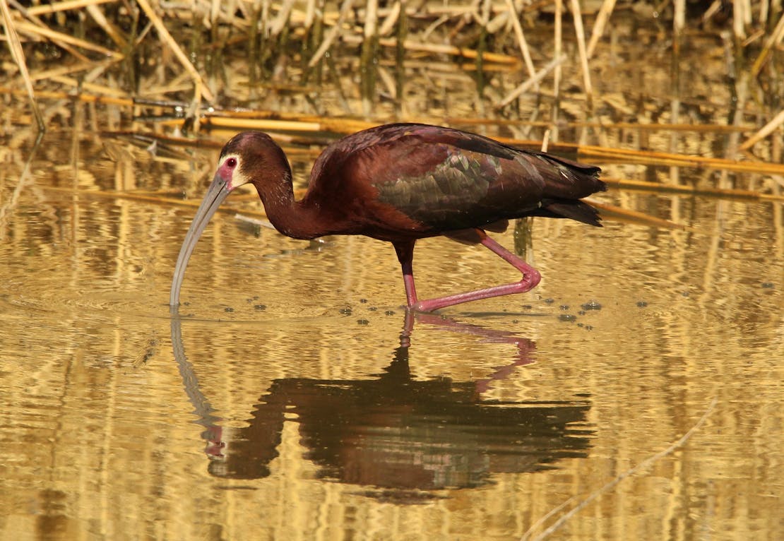 White-Faced Ibis at Bear River Migratory Bird Refuge