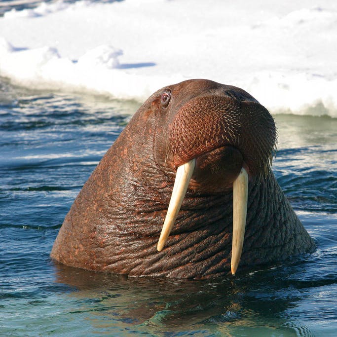 Pacific walrus