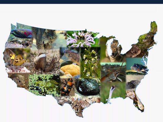 Biodiversity in Crisis report cover
