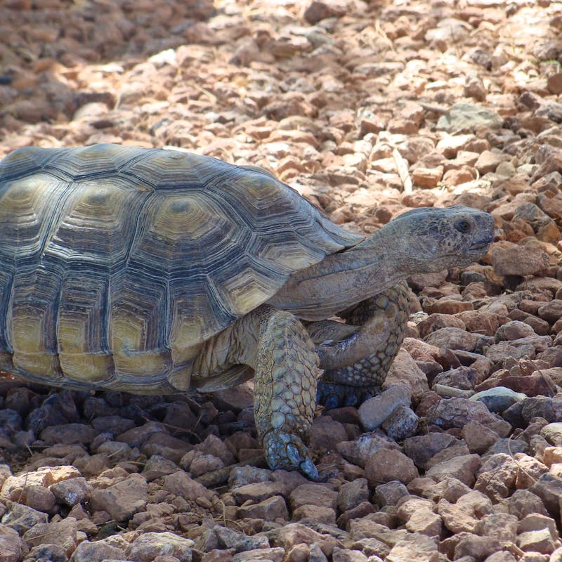 Mojave Desert Tortoise, Mojave Max, on stones