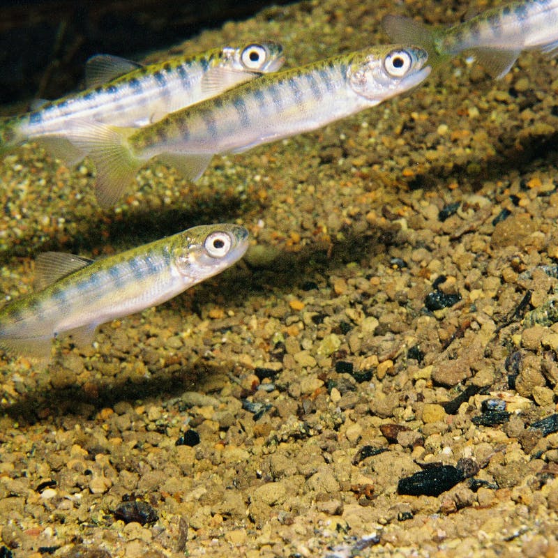 Juvenile chinook salmon