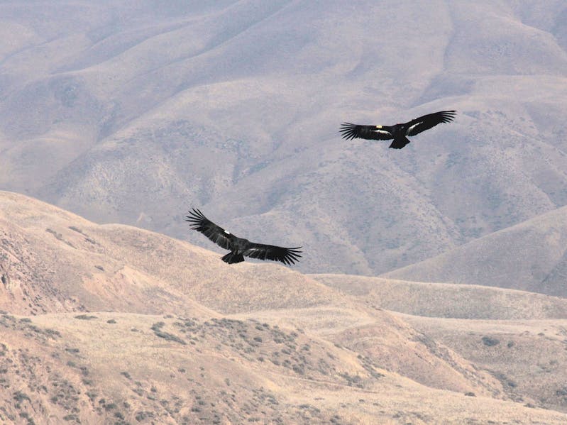 California condor pair Bitter Creek NWR 