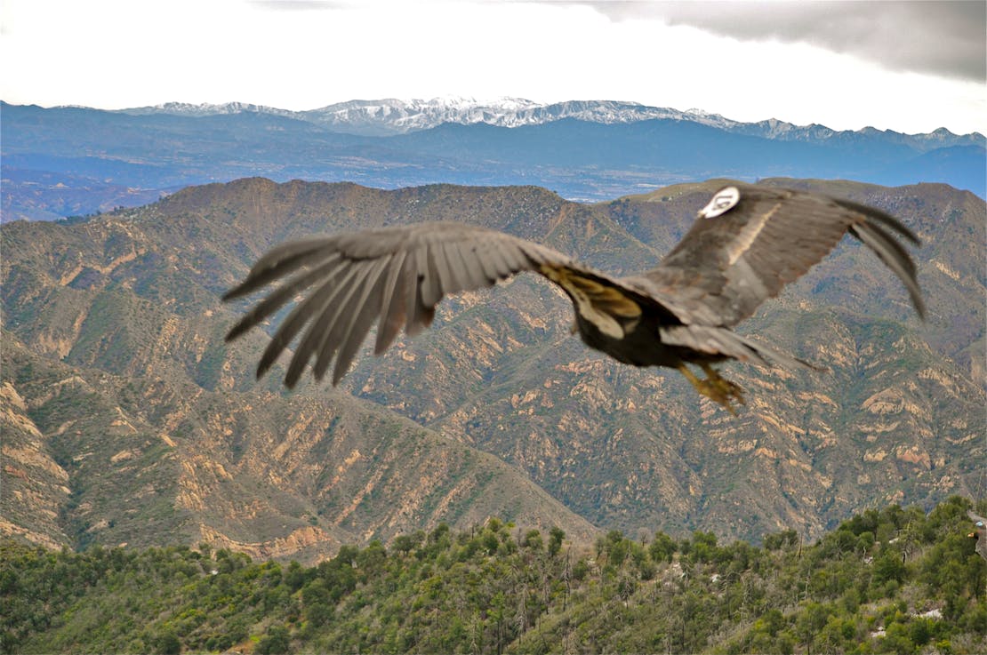 California Condor Hopper Mountain National Wildlife Refuge, CA