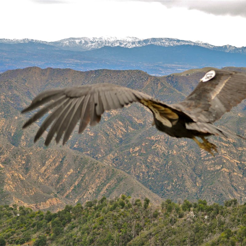 California Condor Hopper Mountain National Wildlife Refuge, CA