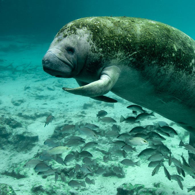 Manatee resting at Three Sisters Springs