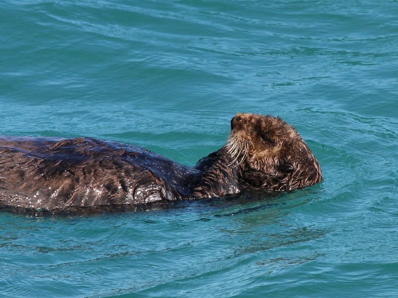 Sea otter Kenai Fjords National Park
