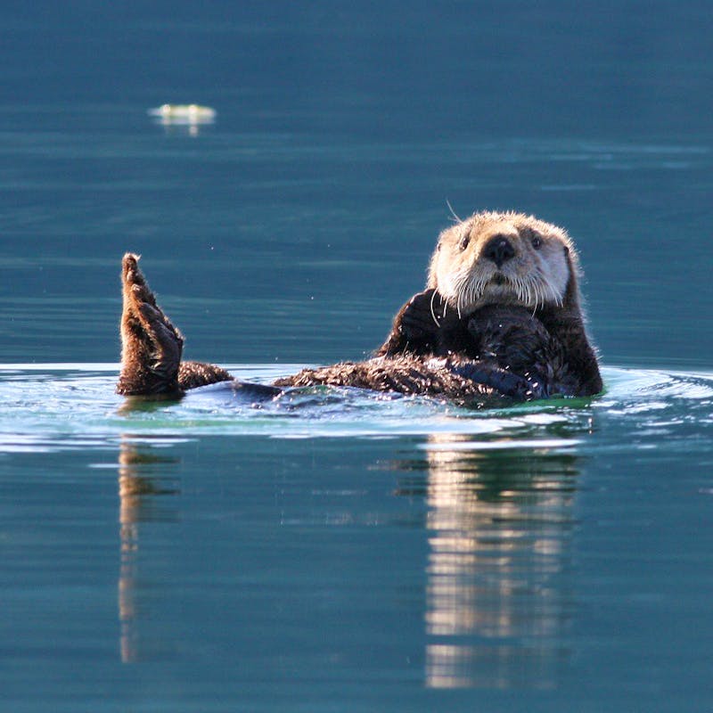 Sea otter in Kenai Fjords National Park