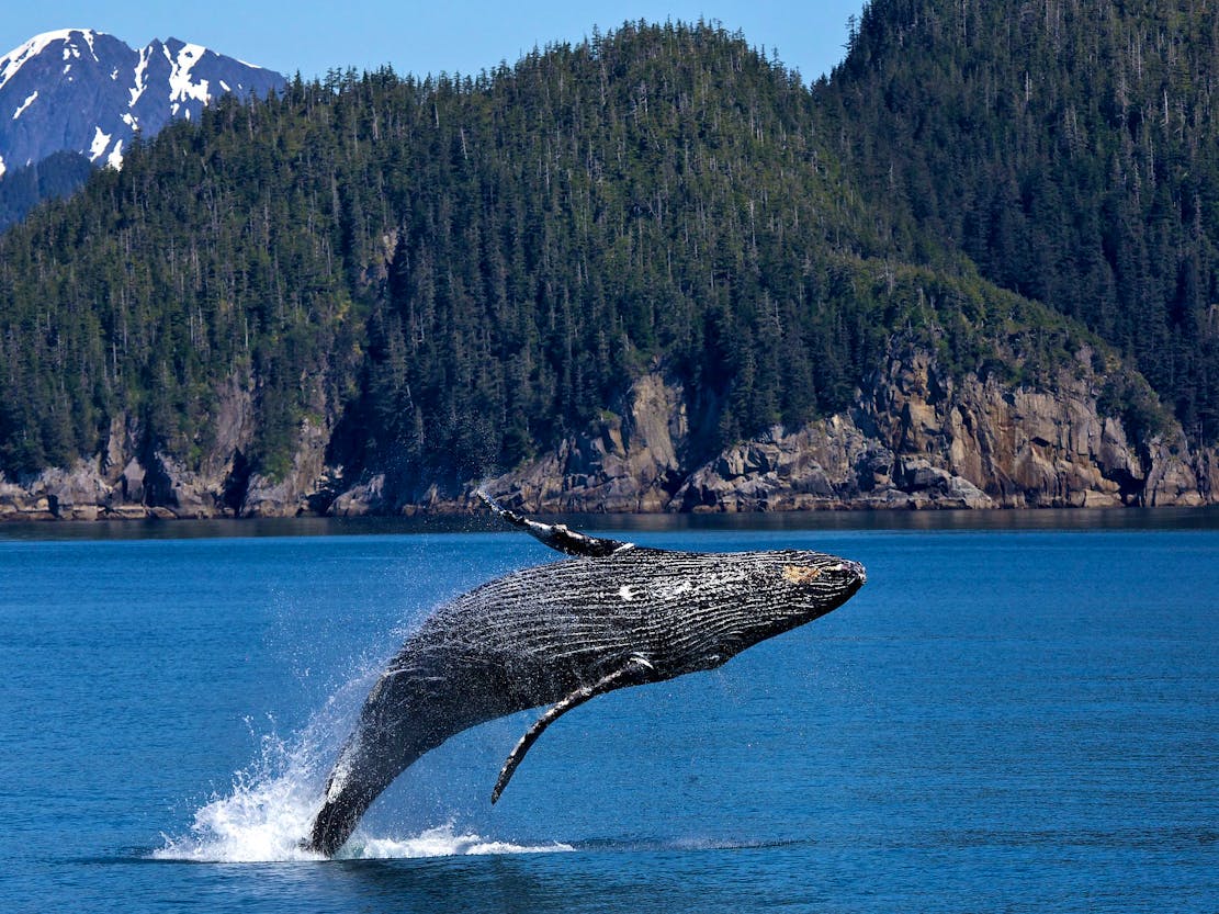 Humpback Whale Kenai Fjords National Park
