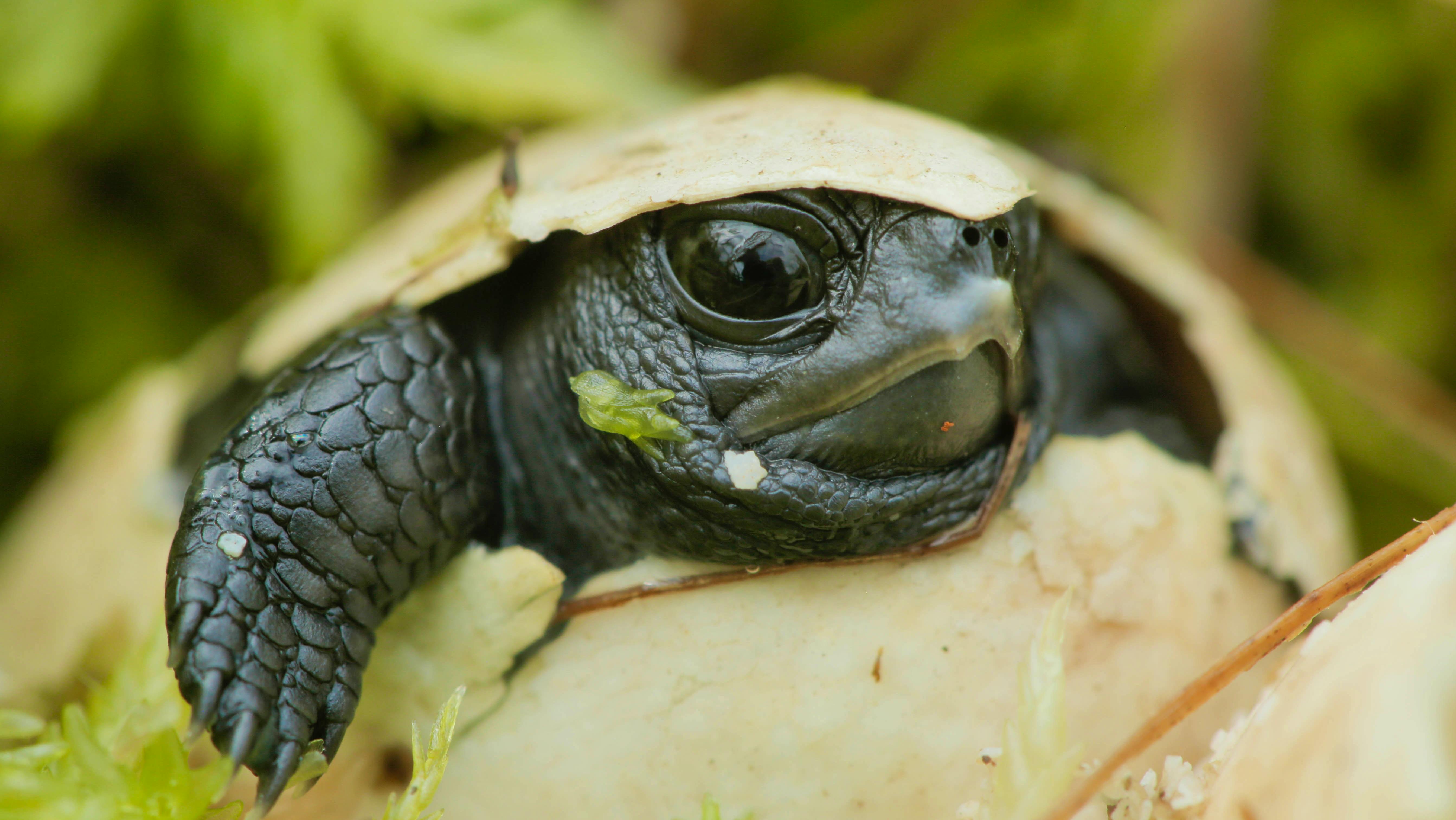Bog turtle hatching