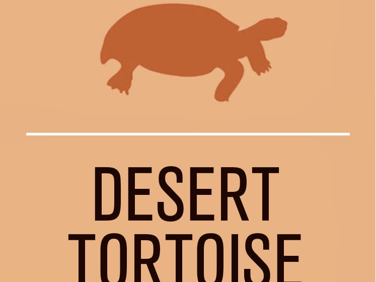 Activist level desert tortoise
