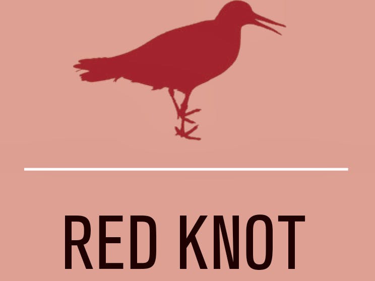 Red knot activist level illustration