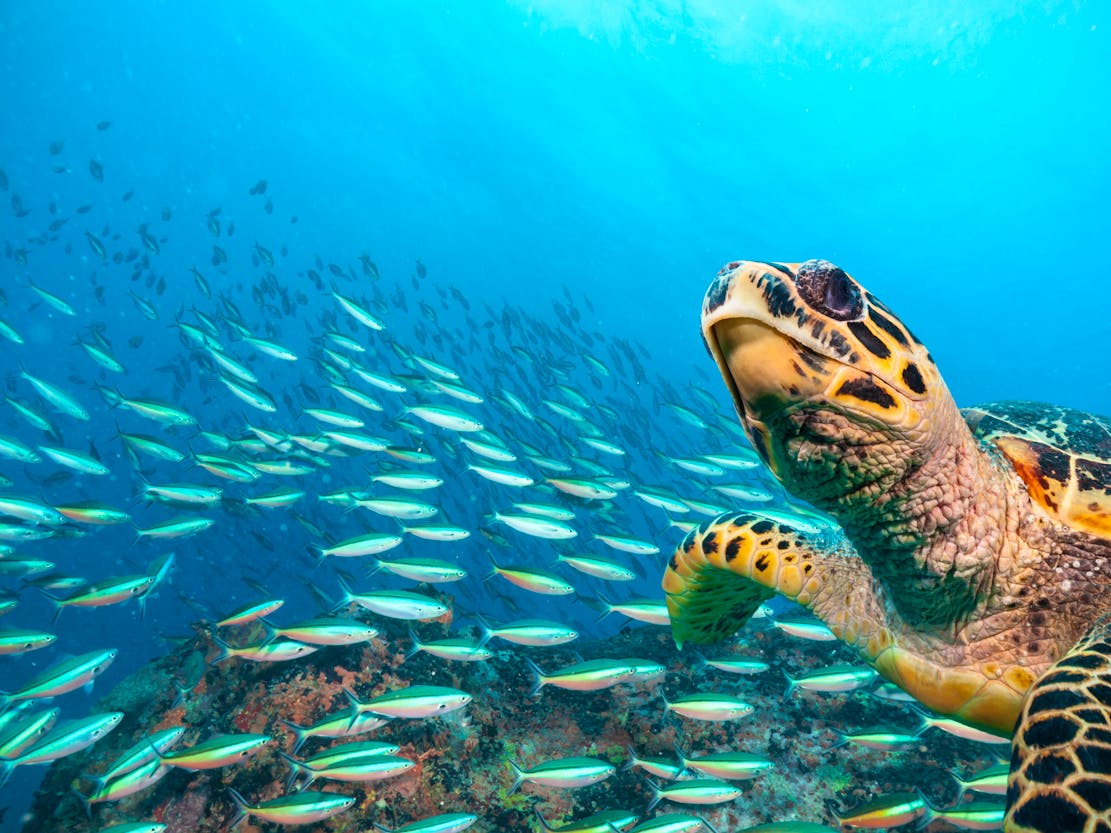 Hawksbill sea turtle