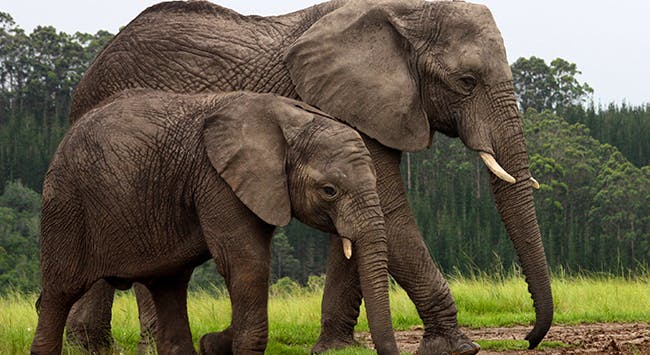 two elephants walking