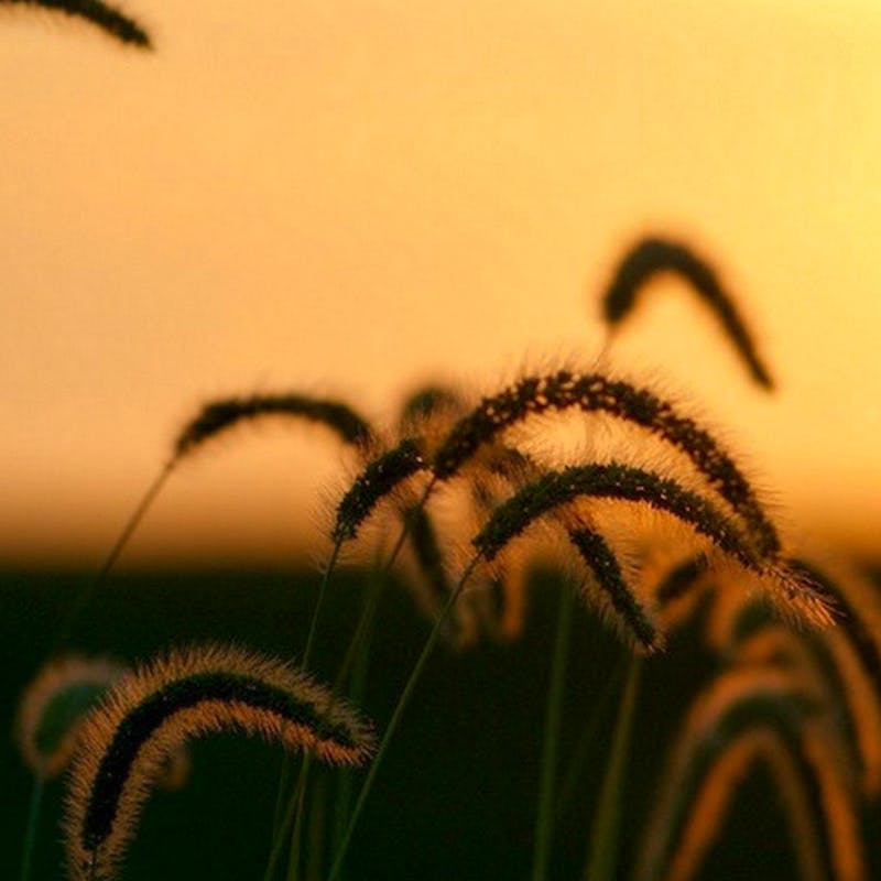Heads of Grass - Sullivan County - Missouri - Misty Dawn Seidel