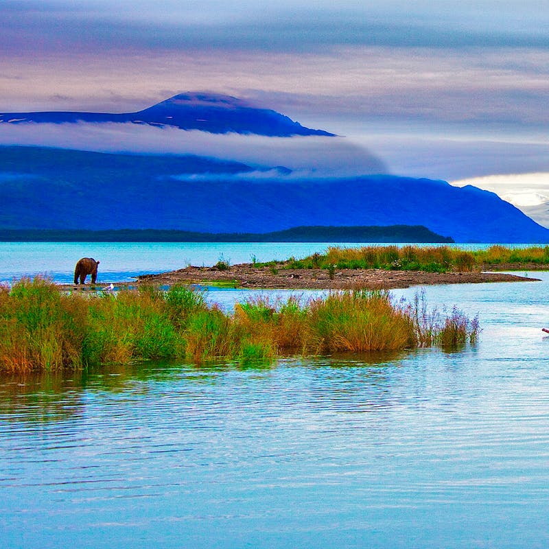 Brown Bear in Kenai Refuge Alaska