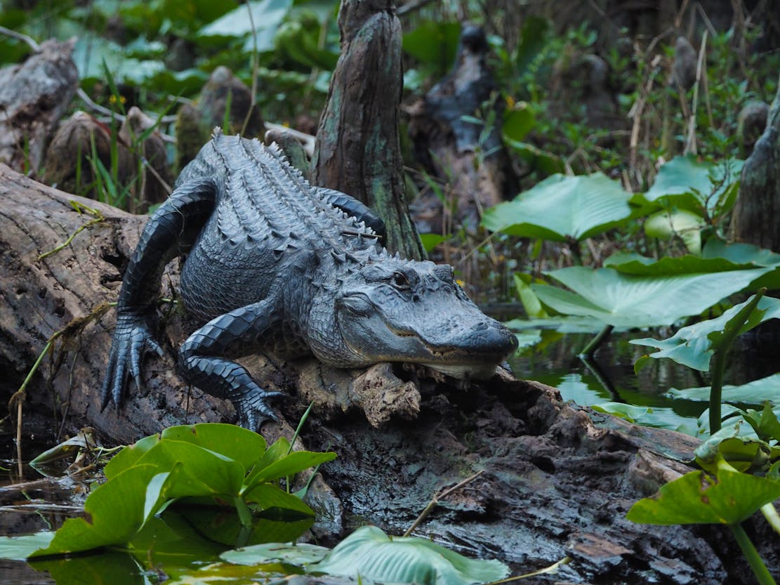 Alligator in Okefenokee National Wildlife Refuge