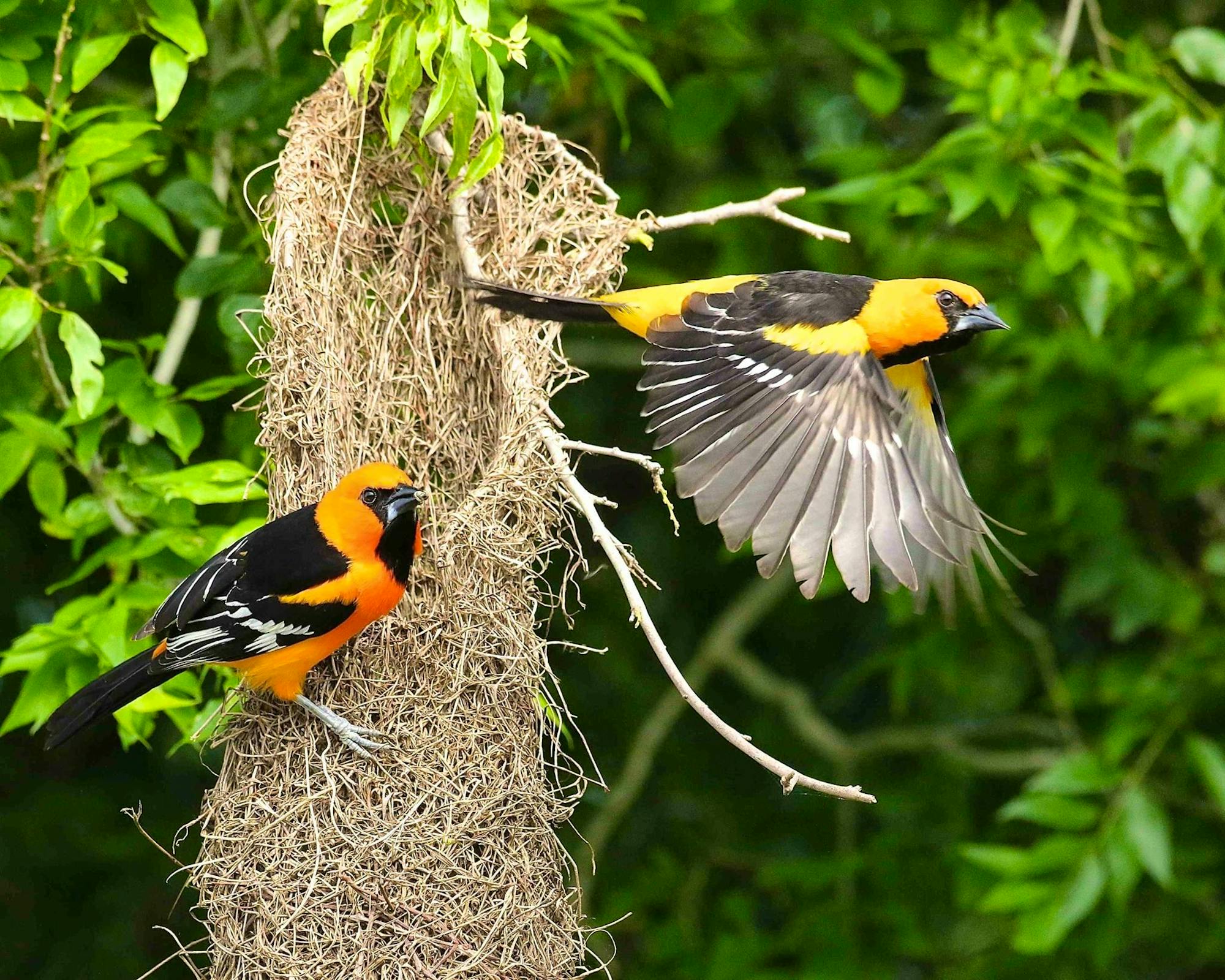 Altamira orioles at Laguna Atascosa National Wildlife Refuge in Texas